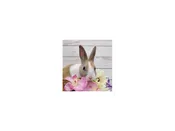 Domestic Rabbit – 13327