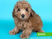 Miniature Poodle – 15180