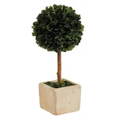 47th & Main (Creative Brands) - Topiary Square Boxwood - Small
