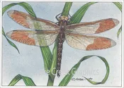 AN820 Dragonfly Notecard