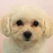 Bichapoo Puppy For Sale