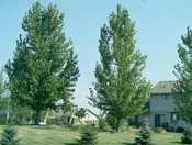 ‘Siouxland’ Cottonwood (Populus deltoides ‘Siouxland’)