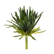 10" Finger Succulent