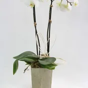 Orchid Paradise v. 3
