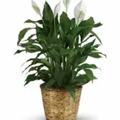 Classic Peace Lily (Large)