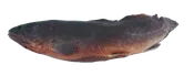 20" - 30" Plain Freshwater Dogfish
