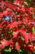 Acer x truncatum ‘Warrenred’ – Pacific Sunset® Maple
