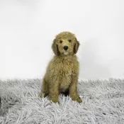 Mini Goldendoodle F1B