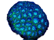 WYSIWYG Blueberry Fields Leptastrea