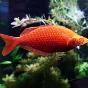 Albino Rainbow Fish