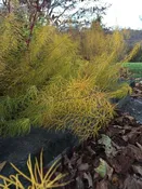 Amsonia Hubrechtii Arkansas Blue Star