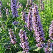Agastache 'Blue Fortune'