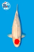 22” Takigawa Tancho Sanke Female