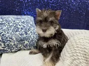 Mini Schnauzer – 13976