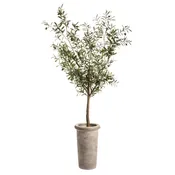 72"H OLIVE TREE IN CEMENT PLANTER GREEN