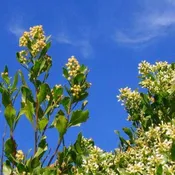 Baccharis halimifolia