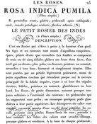 Le Petit Rosier Décor Transfer
