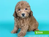 Miniature Poodle – 15182