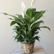 Medium peace lily