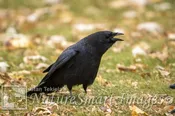 America Crow Tekiela TEK8497-2