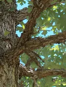 Bur Oak