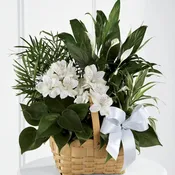 Beautiful Blessings Dishgarden with Fresh Flowers