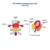 10 Weeks Pregnancy Unit