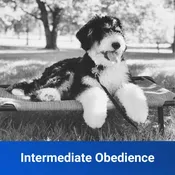 In Home Intermediate Obedience