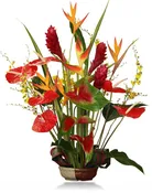 Best of the Tropics
