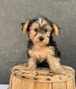Charley-Yorkie Male — Quality Puppies USA