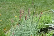 Agastache Rupestris Sunset Hyssop Rock Anise