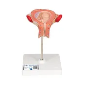 3B 3rd Month Embryo
