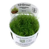 Taxiphyllum barbieri 'Java Moss' 'Boger' TC by Tropica