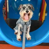 Checkerboard Dog Leash Set