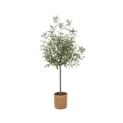 70" Olive Tree