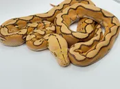Mochino Sunfire Reticulated Python — Pets-A-Plenty