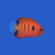 Flame Angelfish (Christmas Island) WYSIWYG