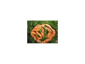 Corn Snake – 16
