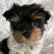 Biewer Yorkie for Sale
