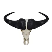 African Cape Buffalo
