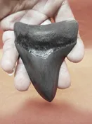 3 5/8 Megalodon Tooth / Shark Tooth / Fossil