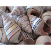 Beach Decor Colorful Tree Snails — Candy's Cottage