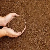 Screened Topsoil