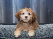 Havanese