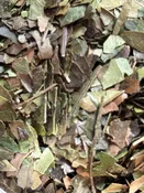 Organic Guayusa