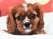 Cavalier King Charles Spaniel – 49493