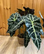 ALOCASIA