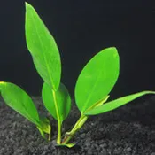 Anubias Congensis