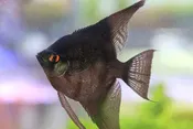 Black Angelfish