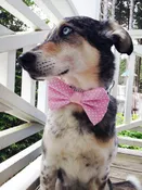 Bow Tie